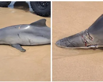 Golfinho é encontrado morto e com ferimentos na Praia do Francês