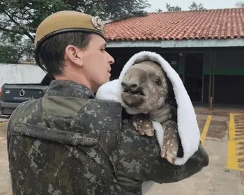 Maior mamífero terrestre do país: filhote de anta de 15 dias é resgatado