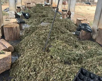 PF mira grupo suspeito de cultivo de maconha com atuação em Alagoas