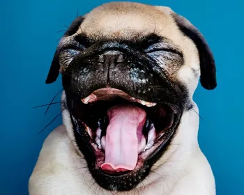 Seu cachorro pisca os olhos para se comunicar com você, sugere estudo