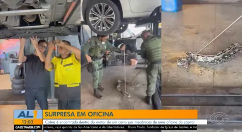 Jiboia é encontrada dentro do motor de carro em oficina de Maceió