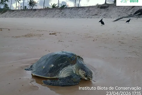 
				Após meses de reabilitação, tartaruga-oliva é devolvida ao mar em Maceió
			
			