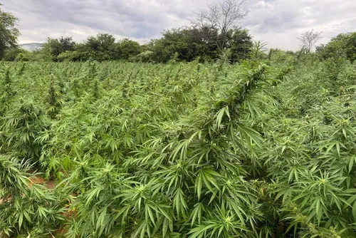
				PF mira grupo suspeito de cultivo de maconha com atuação em Alagoas
			
			