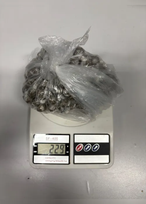 
				Polícia Penal faz batida e apreende celulares, drogas e armas em dois presídios de Maceió
			
			