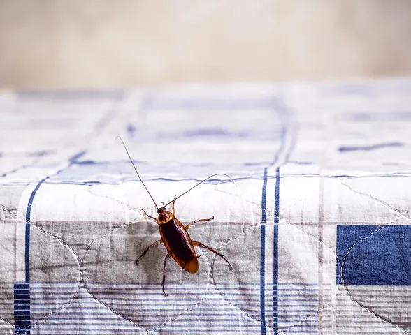 Manter a casa limpa ajuda a controlar insetos e animais peçonhentos
