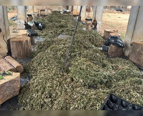 PF mira grupo suspeito de cultivo de maconha com atuação em Alagoas