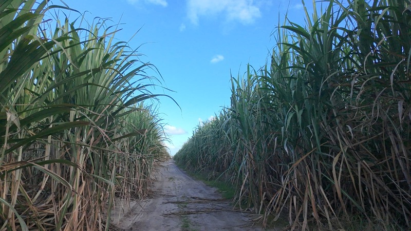 PIB de Alagoas deve crescer 2,1% em 2026, aponta estudo