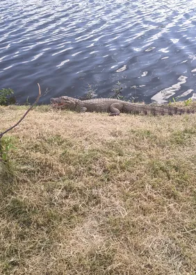 Homem mergulha em lago onde há dezenas de jacarés em Palmeira dos Índios