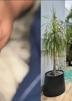 Macaco de ex-deputado foge e causa confusão após beber álcool e remédios