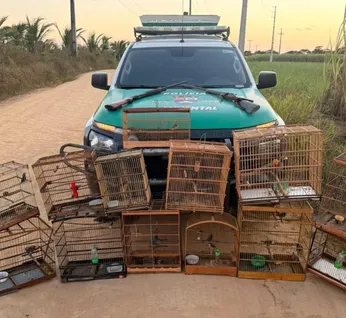 Polícia Ambiental apreende duas armas e resgata 59 animais silvestres em Alagoas
