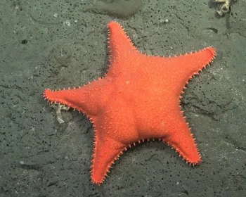 Até o Patrick Estrela: expedição descobre 57 novas espécies no fundo do mar