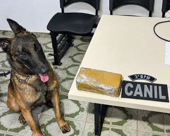 Cão farejador encontra tablete de maconha em casa abandonada em Arapiraca