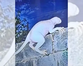 Criatura misteriosa ataca animais e assusta moradores de cidade mexicana