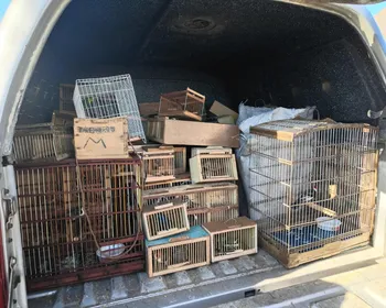 Mais de 350 animais silvestres são resgatados em feiras de Arapiraca e Anadia