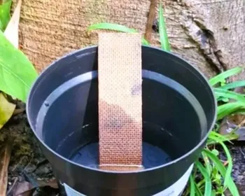 Pesquisa mostra que mosquito da dengue deposita ovos a mais de 10m do solo