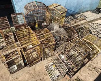 PM encontra tatus e paca congelados e resgata quase 600 animais silvestres em AL