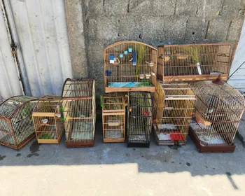 PM resgata mais de 100 aves silvestres durante operação no Litoral Sul de AL