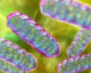 Proteína encontrada nos músculos pode ser novo alvo contra diabetes tipo 2