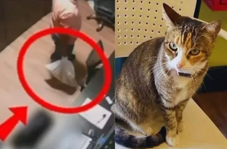 Ministério Público denuncia e pede prisão preventiva dos acusados da morte da gata Camila Regina