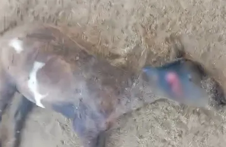 Suposto ataque de ‘chupa-cabra’ deixa 6 ovelhas mortas em propriedade rural de Craíbas