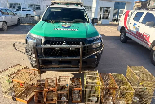 
				BPA apreende armas, resgata aves silvestres e flagra caça ilegal em Alagoas
			
			