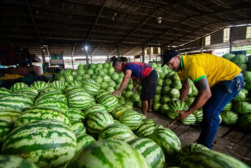 
				Ceasa passará por concessão; veja impactos para comerciantes e produtores
			
			
