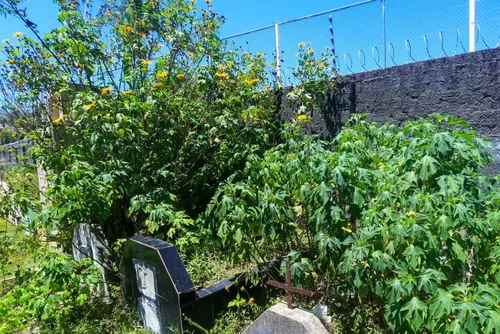 
				Cemitério de Maceió tem covas tomadas pelo mato e sepultamentos nos corredores
			
			