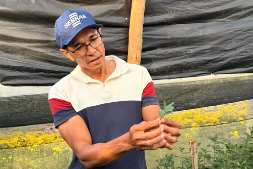
				A produção na Fazenda Esperança deve passar de 12 mil para 26 mil mudas até dezembro. Com o crescimento, a estimativa é colher até 52 mil hastes de flores.
			
			