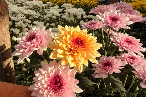
				Em Atalaia, produtores utilizam armadilhas cromáticas feitas com garrafas e tinta atrativa para capturar insetos que atacam as flores. A técnica ajuda a reduzir a necessidade de defensivos químicos e a preservar a qualidade das pétalas.
			
			