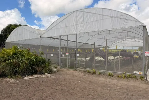 
				Na Fazenda Esperança, em Viçosa, agricultores testam uma técnica de poda que estimula a ramificação lateral dos crisântemos. A meta é dobrar o número de hastes comerciais por muda, sem aumentar os custos operacionais.
			
			
