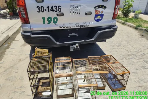 
				PM resgata mais de 100 aves silvestres durante operação no Litoral Sul de AL
			
			