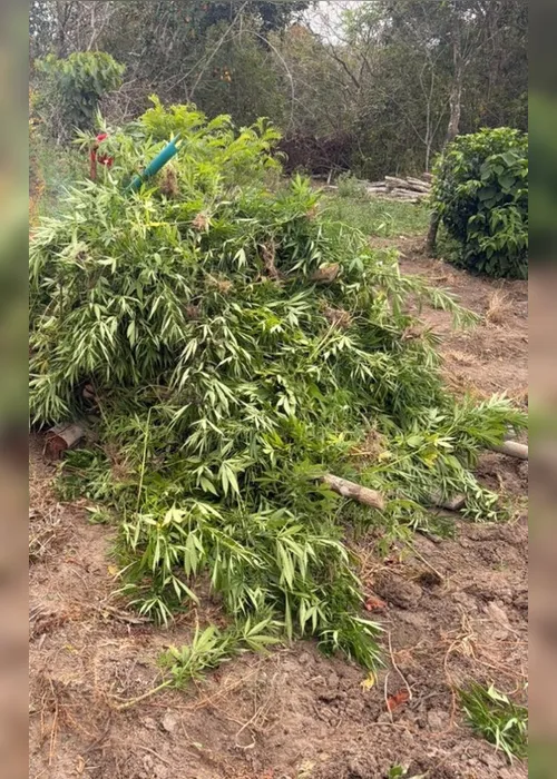 
				PF destrói plantação de maconha que poderia produzir 600 kg de droga no Sertão de Alagoas
			
			