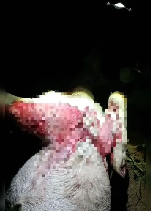 
				Suposto ataque de ‘chupa-cabra’ deixa 6 ovelhas mortas em propriedade rural de Craíbas
			
			