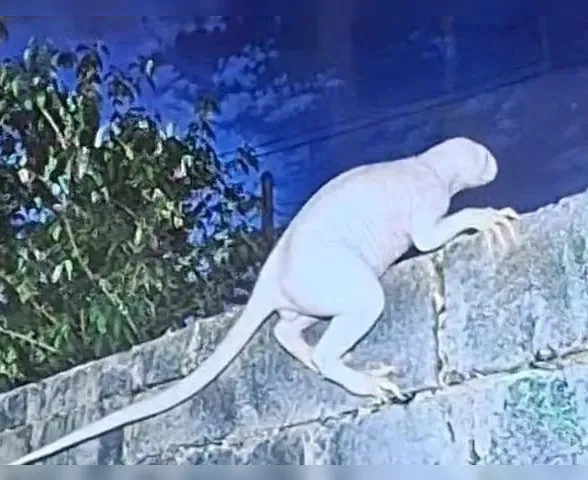 "Chupacabra" que ataca galinhas é fotografado em cidade no México e equipe é mobilizada para tentar encontrar criatura