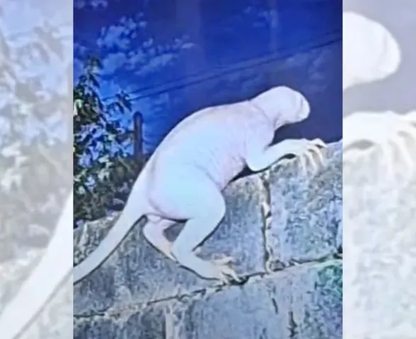 Criatura misteriosa ataca animais e assusta moradores de cidade mexicana
