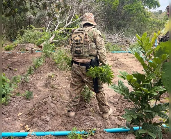 PF destrói plantação de maconha que poderia produzir 600 kg de droga no Sertão de Alagoas