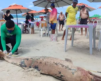 Golfinho é encontrado morto com marcas de mordidas de tubarão
