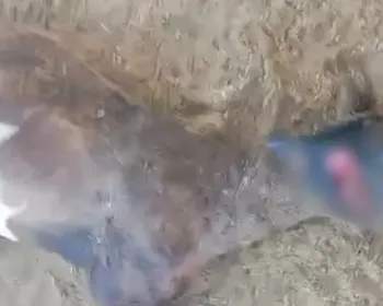 Suposto ataque de ‘chupa-cabra’ deixa 6 ovelhas mortas em propriedade rural de Craíbas