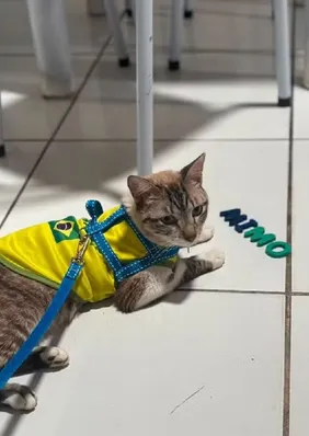 Gato desaparecido há 2 meses em Arapiraca é encontrado no RN