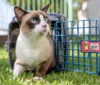 Com realocações, prefeitura resgata animais de áreas de risco imagem
