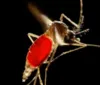Maceió: casos de chikungunya aumentam 413%  nos 4 primeiros meses do ano em relação ao mesmo período de 2021 imagem