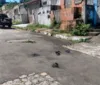 PC indicia suspeitos de descarte irregular de animais mortos em Maceió imagem