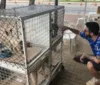 Feira de Adoção traz cães e gatos para Rua Aberta no domingo imagem
