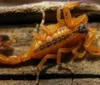 Alagoas registra este ano quase 6 mil acidentes com escorpiões imagem