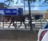 Cavalo é flagrado 'passeando' na ciclovia da Fernandes Lima; veja! imagem