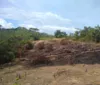 BPA flagra 15 mil metros quadrados de área desmatada em Maceió imagem