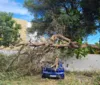 Árvore cai sobre veículos estacionados em condomínio no bairro de Jatiúca imagem