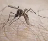 Casos confirmados de dengue aumentam quase sete vezes em Alagoas imagem