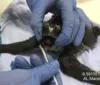 Vídeo: Biota resgata tartaruga com óleo no Litoral Norte de Alagoas imagem