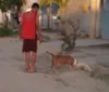 PC busca dono de pitbull que matou poodle no meio da rua na Forene imagem